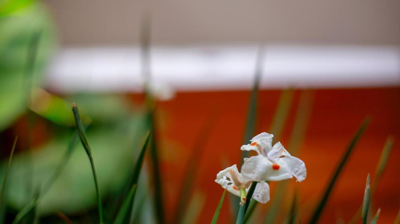 Pousada Flor De Anis Alto Paraíso de Goiás Kültér fotó